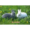 新闻:九江兔子苗|养殖蓝兔子怎么养-天翎农业发展有限公司(在