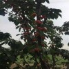 湖南咨询矮化樱桃苗供应商推出最新矮化樱桃苗种植管理技术@新闻