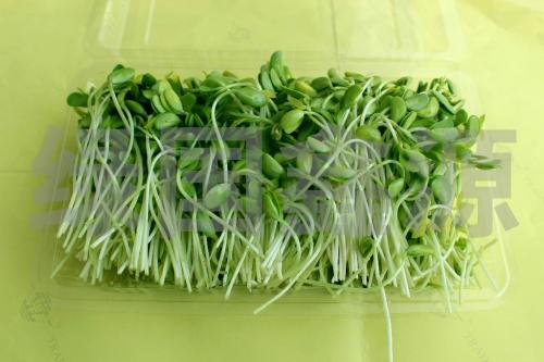 惠东花生芽芽苗菜纸上种植