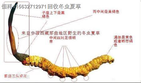 晋中回收青海虫草多少钱丨晋中回收虫草、茅台