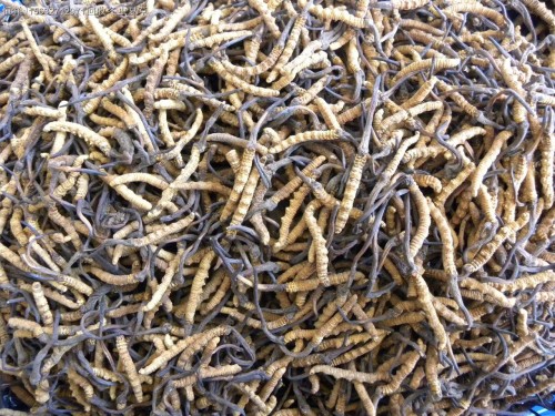 海口收虫草价格18611557770海口哪里回收冬虫夏草