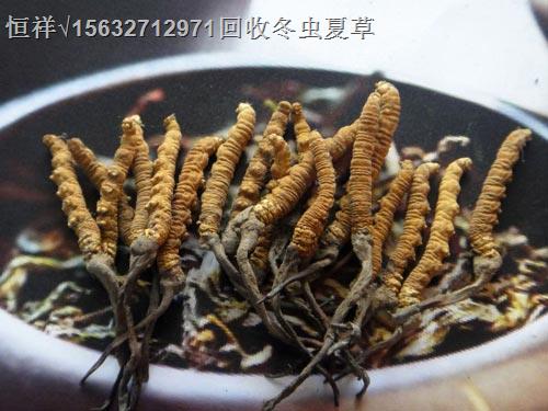 齐齐哈尔回收同仁堂冬虫夏草18611557770齐齐哈尔回收虫草%价格高%服务好