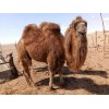 江西省上饶常年销售回收骑乘骆驼等各种珍禽及萌宠回收电话131731