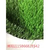 屋顶绿化草--湘潭价格价优