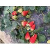 甘肃红颜草莓苗露天种植