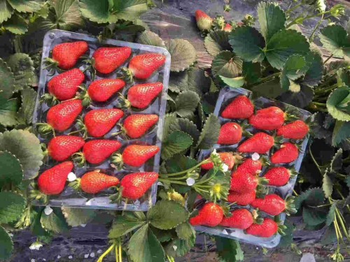 广西京桃香草莓大棚种植注意事项