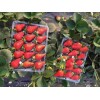 宁夏红颜草莓大棚种植