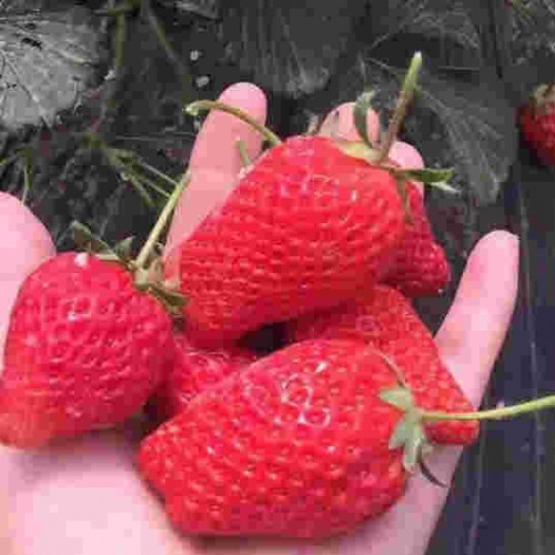 上海市京桃香草莓大棚亩栽多少株