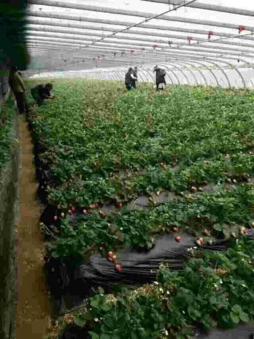 重庆市京泉香草莓几月份种植