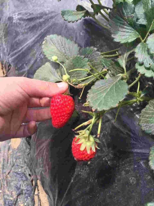 四川法兰地草莓苗适应什么肥料