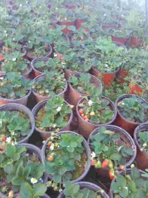 广东章姬草莓苗大棚种植使用什么底肥