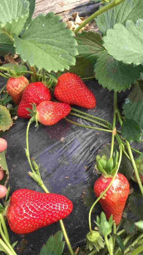 上海市京桃香草莓大棚亩栽多少株
