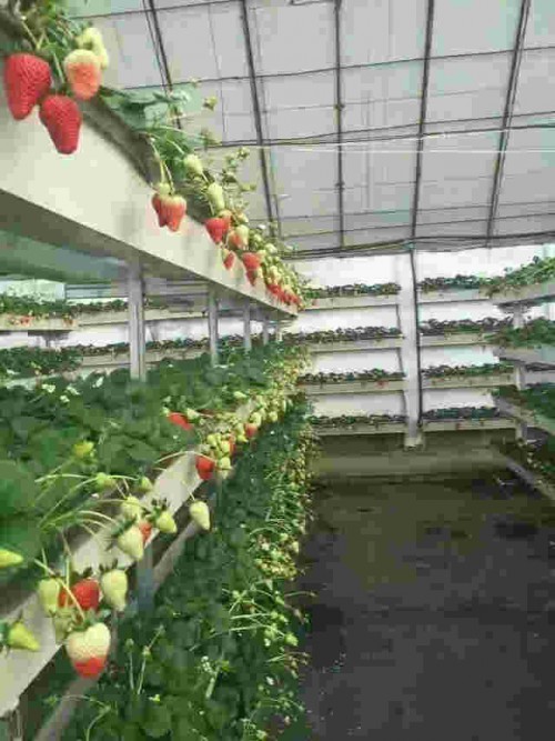 天津市红颜草莓大棚种植方法
