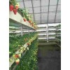 内蒙古章姬草莓苗大棚种植使用什么底肥