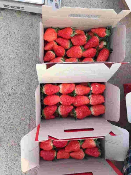 宁夏怎样种植桃熏草莓苗