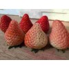 山西红颜草莓大棚种植新方案