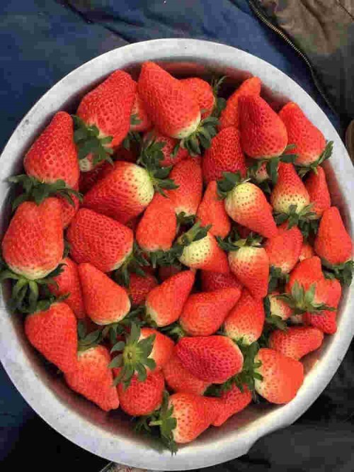 北京市甜查理草莓喜欢什么肥料