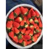 吉林红颜草莓种植前的选苗事项