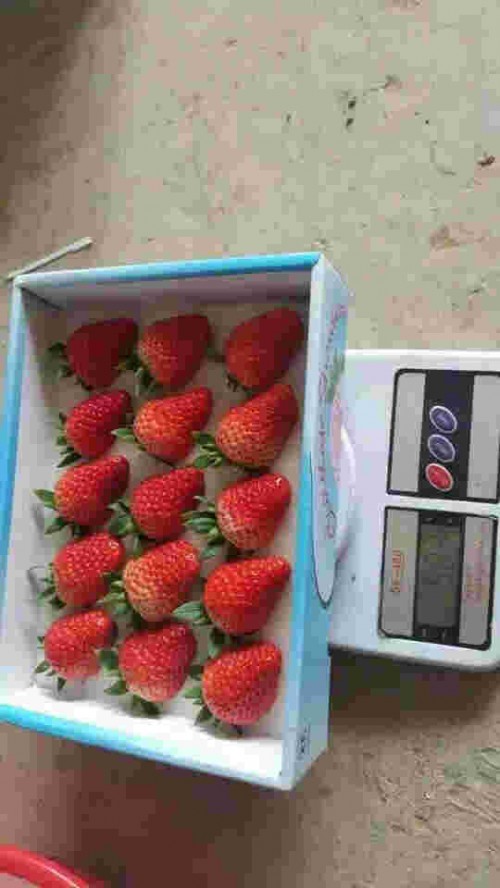 吉林京藏香草莓几月份成熟