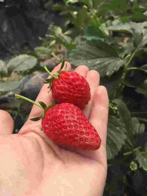 宁夏怎样种植桃熏草莓苗