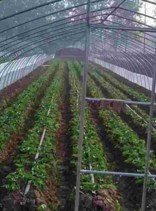 河南桃熏草莓苗大棚生长期管理