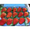 贵州京藏香草莓几月份成熟