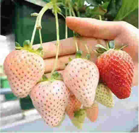 西藏京桃香草莓苗多少钱1株