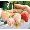山东京桃香草莓畸形果预防