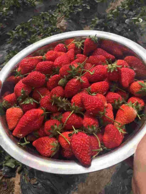 宁夏京泉香草莓一亩栽培多少棵