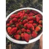 辽宁京藏香草莓一亩大栽棚多少棵