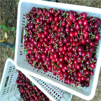 天津市章姬草莓苗怎样栽培产量高
