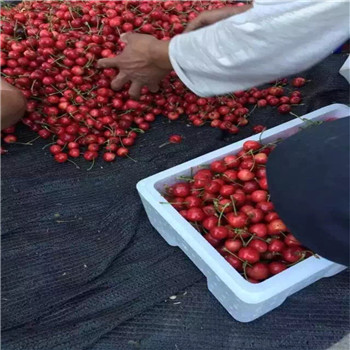 上海市红颜草莓大棚种植