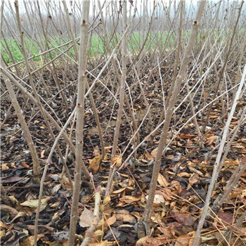 福建桃熏草莓种植使用什么底肥