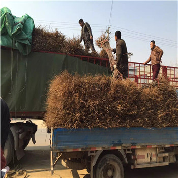 福建京桃香草莓大棚亩栽多少株