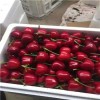 安徽红颜草莓大棚亩产量是多少