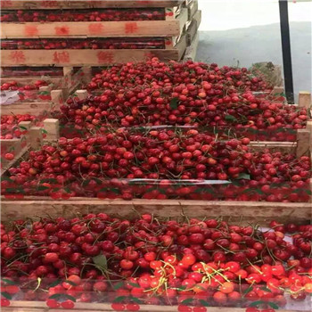 新疆法兰地草莓畸形果预防