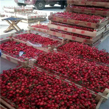 吉林红颜草莓苗种植后的管理