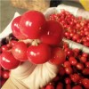 贵州红颜草莓苗种植后的管理