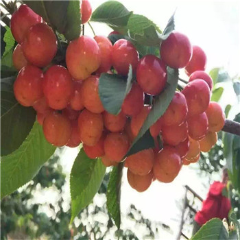 青海京泉香草莓生长期管理