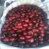浙江京藏香草莓花期管理