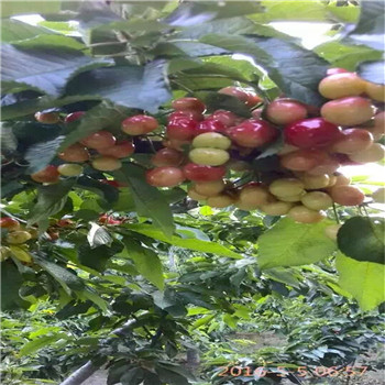 西藏桃熏草莓苗栽培管理技术