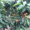 西藏章姬草莓苗怎样种植