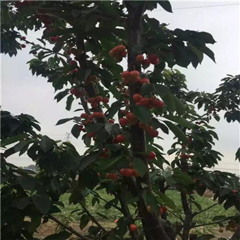 宁夏怎样种植桃熏草莓苗