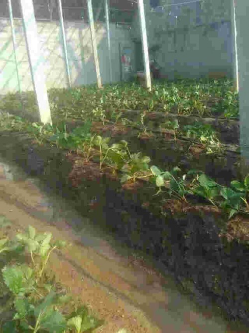 黑龙江京藏香草莓一亩大栽棚多少棵