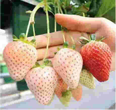 重庆市京泉香草莓生长期管理