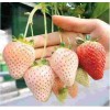 四川红颜草莓扣棚季节