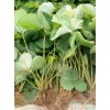 黑龙江京泉香草莓生长期使用什么肥料