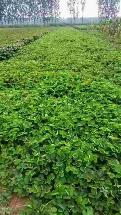 四川京桃香草莓怎样种植