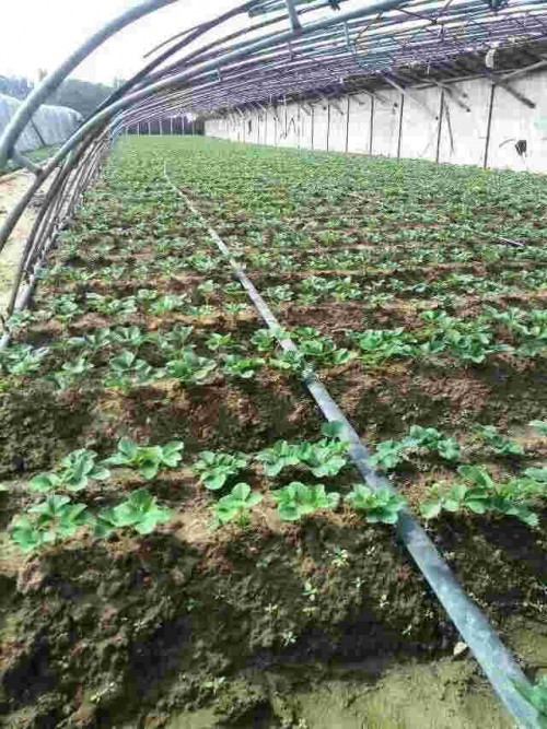 福建桃熏草莓种植使用什么底肥