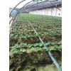 青海京泉香草莓生长期使用什么肥料